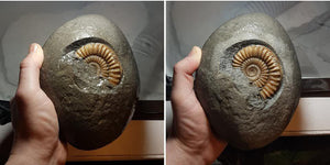 Fossil preparation of an Arnioceras ammonite from Charmouth, UK