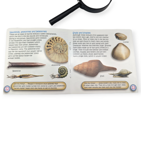 Children's Fossil Hunting Kit