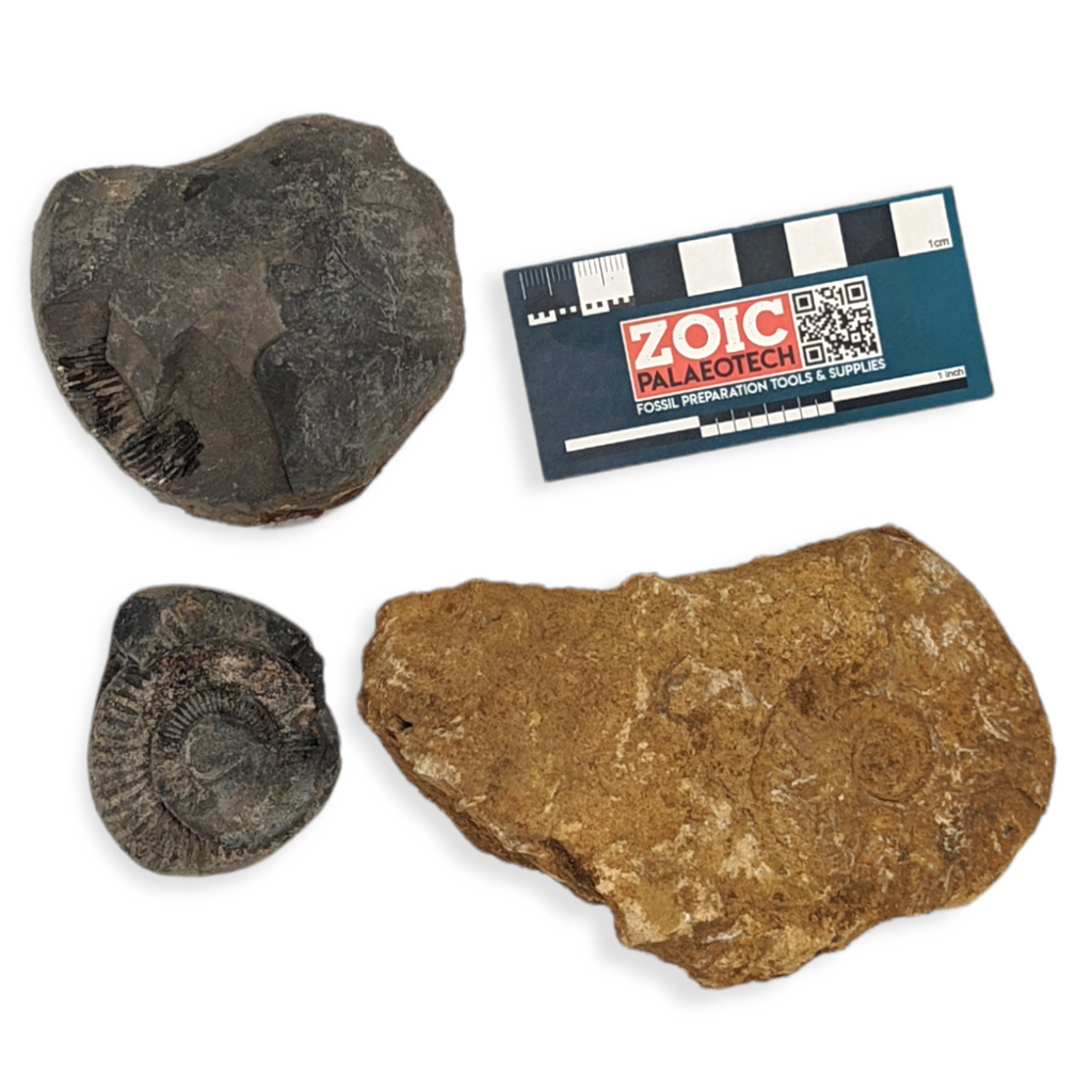 Copy of Ammonite Prepping Bundle (all British) Z705
