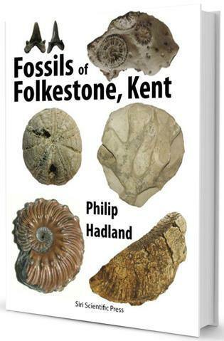 Fossils of Folkestone, Kent fossil hunting identification guide