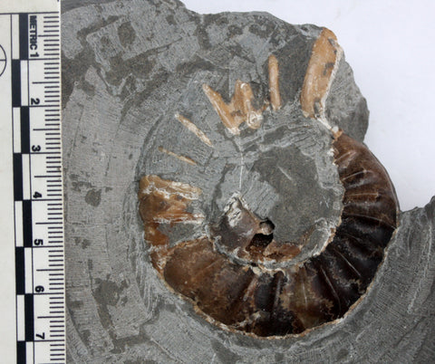 Asteroceras obtusum 70mm, UK 106