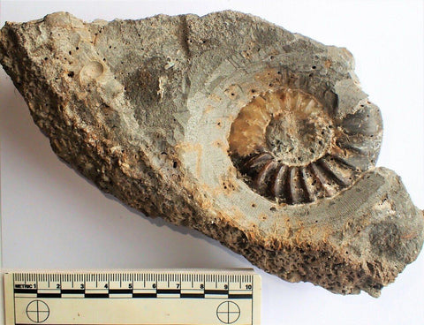 unprepped unprepared fossil for sale
