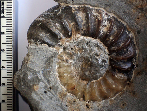 unprepped unprepared fossil for sale
