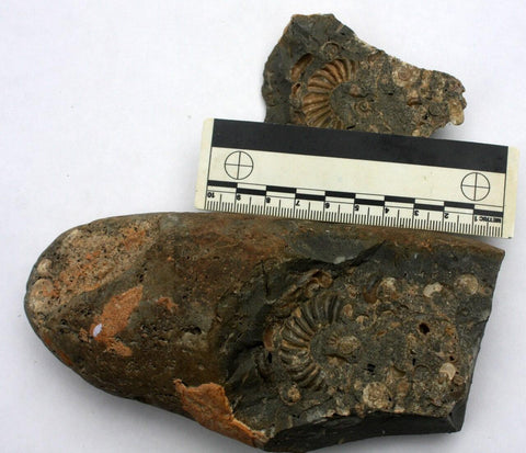 Unprepped fossil for stale popcorn stone