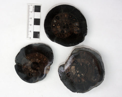 Polishing Bundle (3x Dactylioceras Ammonites) 125