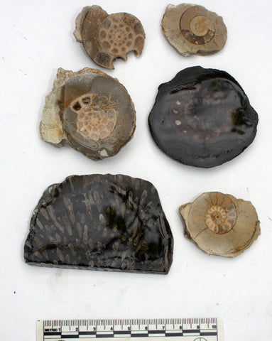 Polishing Bundle (Ammonites & Coral) 138