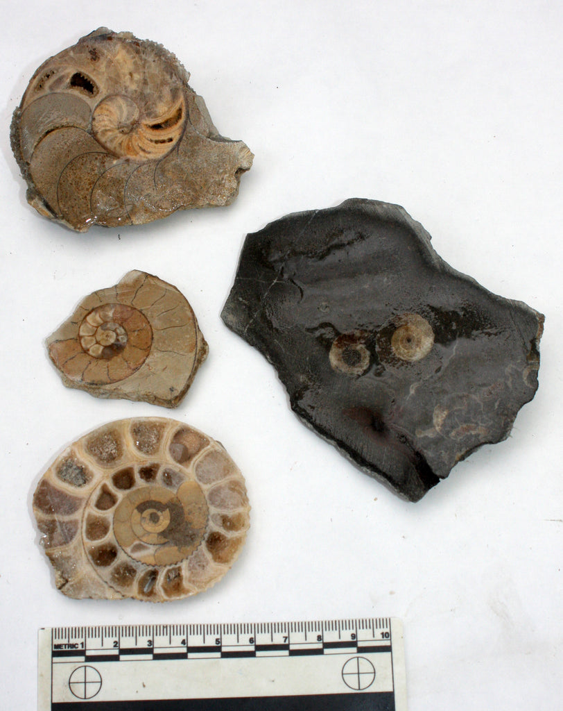 Polishing Bundle (Ammonites, Nautilus & Coral) 139