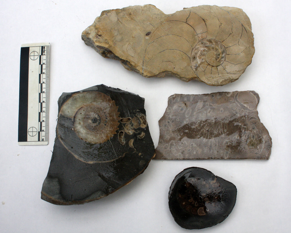 Polishing Bundle (Ammonites, Nautilus & Coral) 143